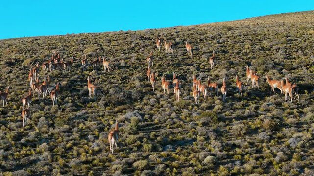 Aerial drone follows herd of guanacos roaming the grasslands, showcasing Patagonia&rsquo;s unique wildlife as they gather on hillside