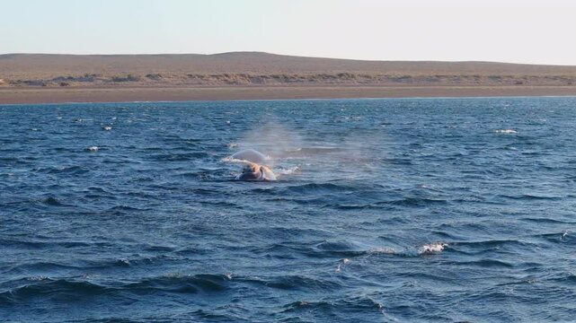 Aerial view of a southern right whale breaching near Pen&iacute;nsula Vald&eacute;s, dynamic and scenic marine moment, mist and spray rises from surface