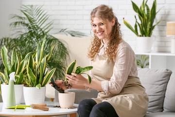 Pretty young woman in apron with shovel transplanting sansevieria plant at home