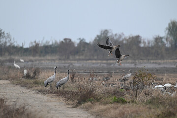 white tailed cranes in the desert