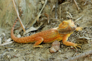 Bearded dragon lizard on Natural Habitat ,Close up image of Inland Bearded Dragon (Pogona vitticeps), Australian Bearded Dragon 