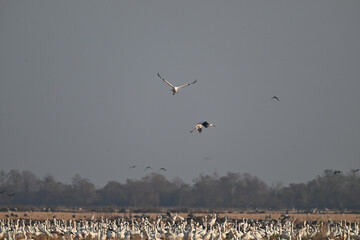 geese in flight