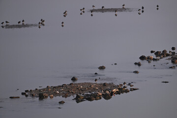 flock of birds on the beach
