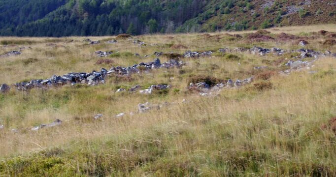 panning shot looking over the Blaenrhondda hut circle settlement at Hendre'r Mynydd,