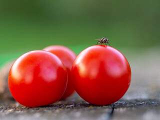 red and black currant