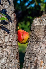 apple tree with apple