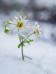daisies in snow
