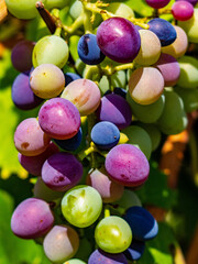 close up of a bunch of colorful grapes