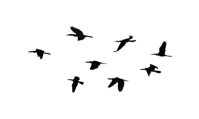 Flying African darter bird Silhouette Design  And Vector Illustration. 