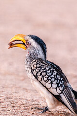 A Southern yellow-billed hornbill -Tockus leucomelas- sitting on a branch of a tree