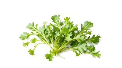 Fresh Arugula Leaves - Close-Up, Studio Shot