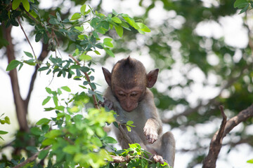 可愛いサル