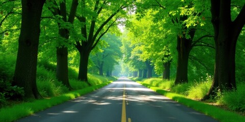 Obraz premium Serene Asphalted Path Through Lush Green Canopy of Trees on Sunny Day