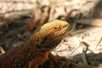 Bearded dragon lizard on Natural Habitat ,Close up image of Inland Bearded Dragon (Pogona vitticeps), Australian Bearded Dragon 