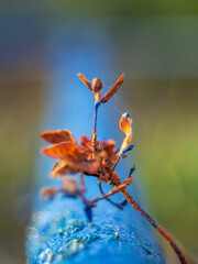 dragonfly on a flower