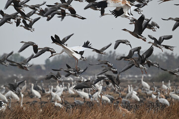 flock of seagulls on beach