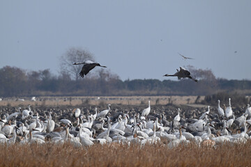 pelicans in flight
