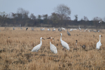 flock of seagulls