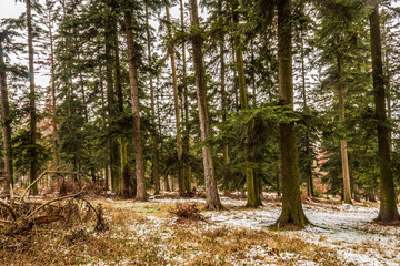 Landscapes - Forest - Europe, Romania, Suceava region