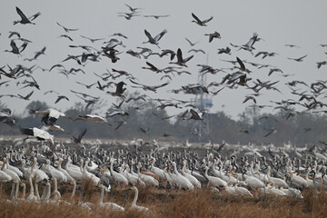 seagulls on the beach