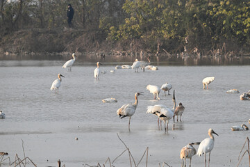 great white heron ardea cinerea