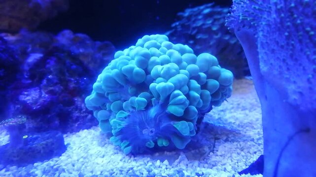 Blue colored balloon tip anemone (Entacmaea quadricolor) in saltwater aquarium, Reef tank, marine aquarium colorful life