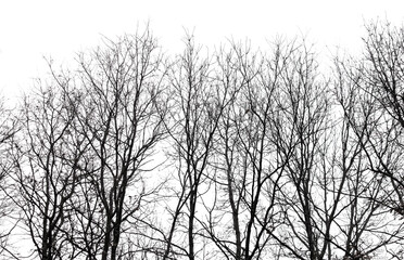 A row of trees with no leaves, creating a sense of emptiness and solitude