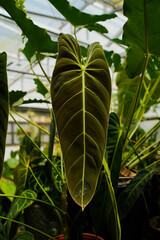 closeup of Philodendron leaves, indoor plants, © lacastudio