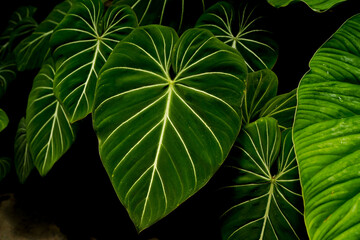Philodendron gloriosum leaves close up, tropical foliage, dark green bright vein leave © lacastudio