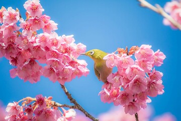 さくら