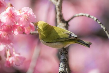 めじろ