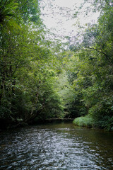 river stream under forest canopy, lushful greenery scene
