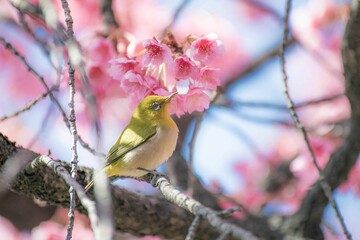 めじろ