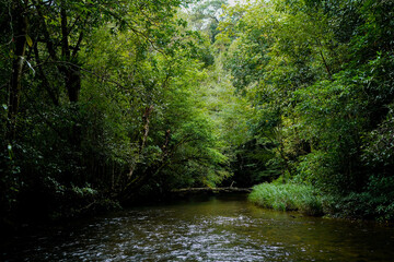Obraz premium river stream under forest canopy, lushful greenery scene