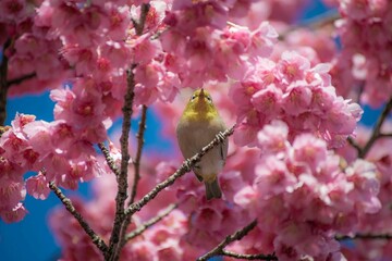 めじろ