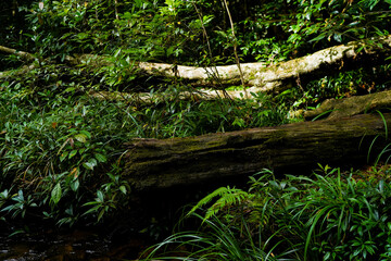 Fototapeta premium old fallen tree in the forest, cover in grass