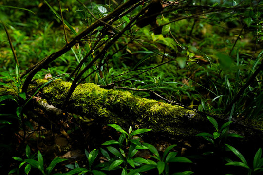 mossy log in a lushful greenery tropical forest, shine under sunlight, real environment