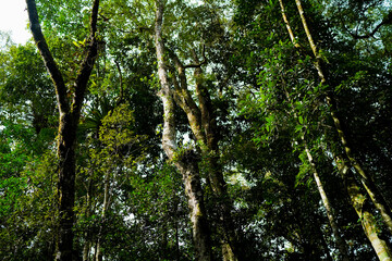 under forest canopy, beautyful green leaves, tropical jungle