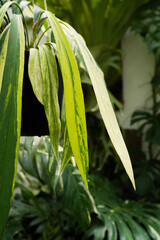 Obraz premium close up Anthurium vittariifolium variegated leaves,