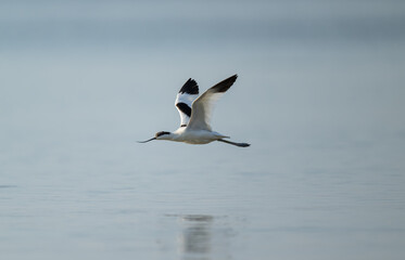 A Pied Avocet is flying over the sea.