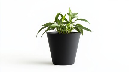 Obraz premium Minimalist black cone matt planter with plants in it, on a white background, no shadow
