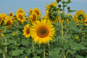 Sunflower Field Under a Summer Sky