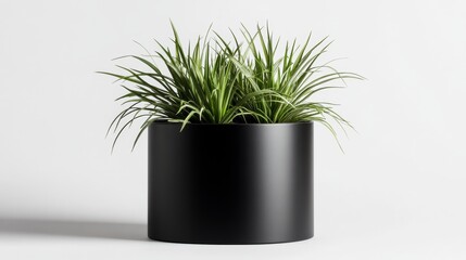 Minimalist black round metal planter with plants in it, on a white background, no shadow 