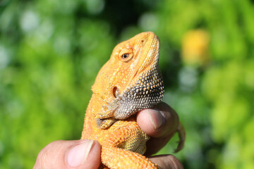 Bearded dragon lizard on Natural Habitat ,Close up image of Inland Bearded Dragon (Pogona vitticeps), Australian Bearded Dragon 