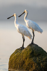 Two black-faced spoonbills stand on the reef and interact.