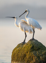 Two black-faced spoonbills stand on the reef and interact.