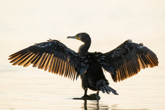Silhouette of a cormorant standing in water.