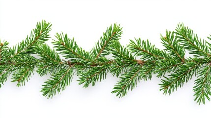 Fresh Evergreen Branches on White Background for Seasonal Decor