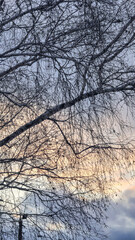 Blue sky with clouds, winter weather. Clouds on the background of trees.