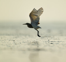 great blue heron in flight